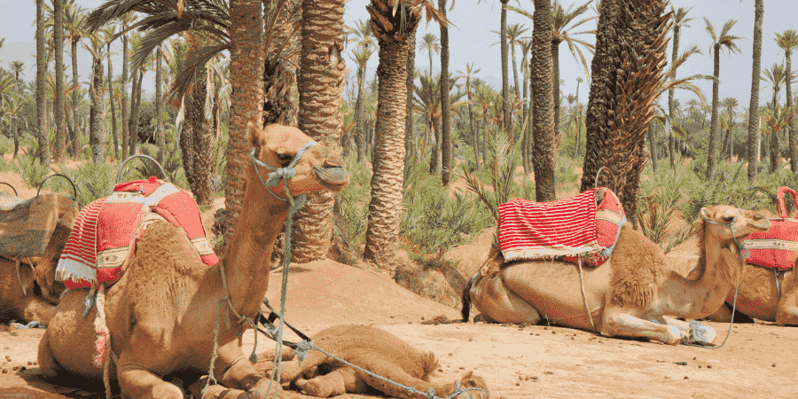 Palmeraie Oasis in marrakech