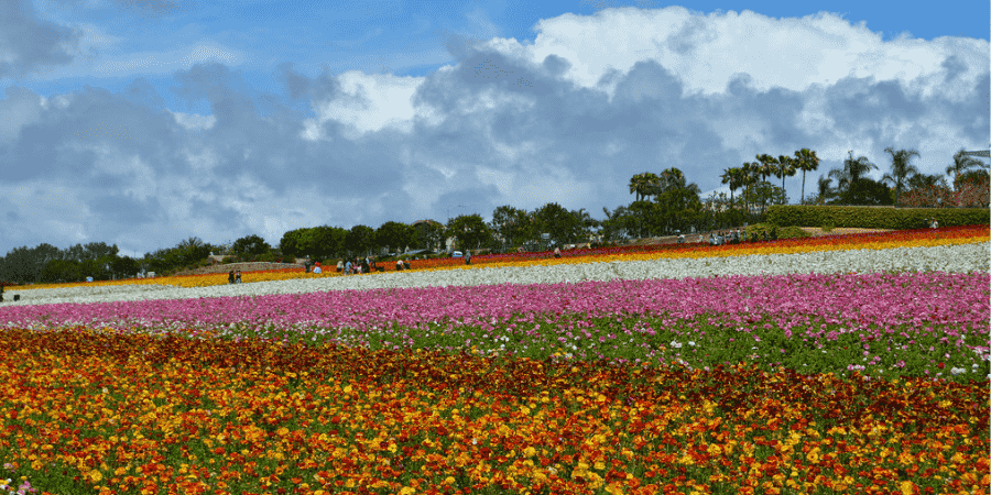 san diego flower field