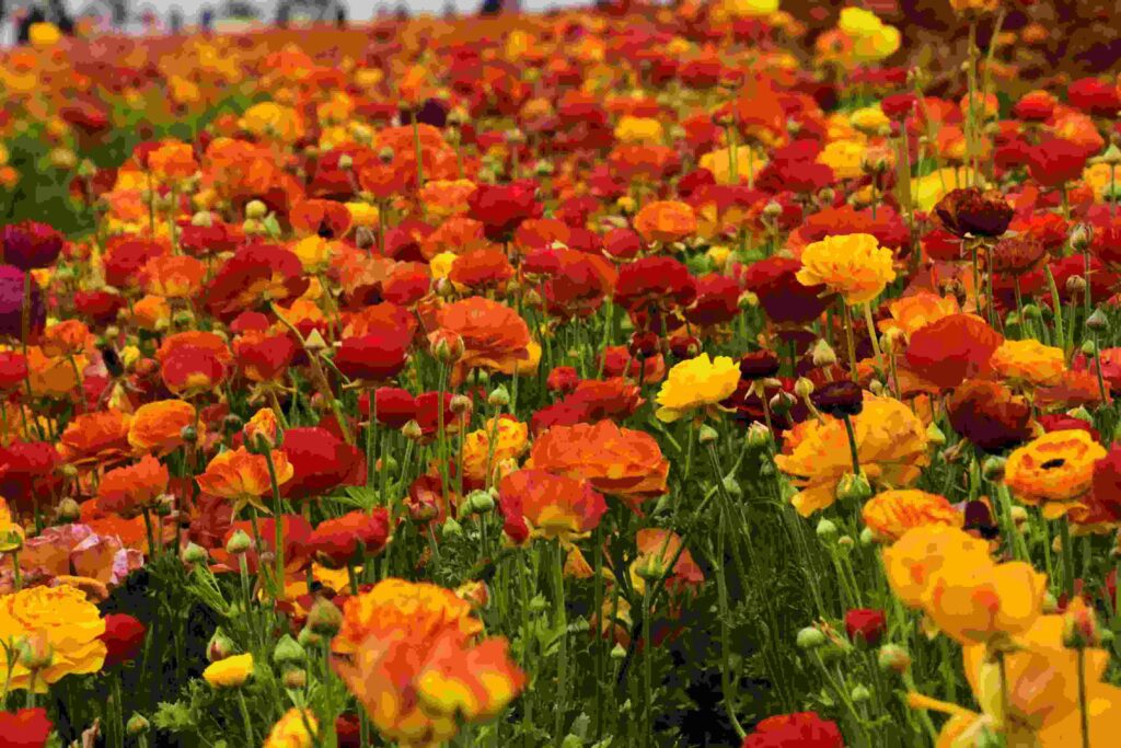 flower field san diego