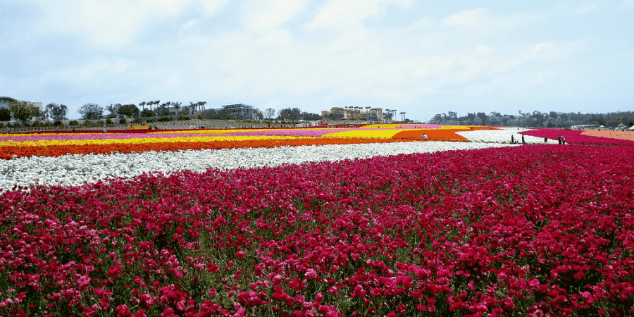 San Diego flower field