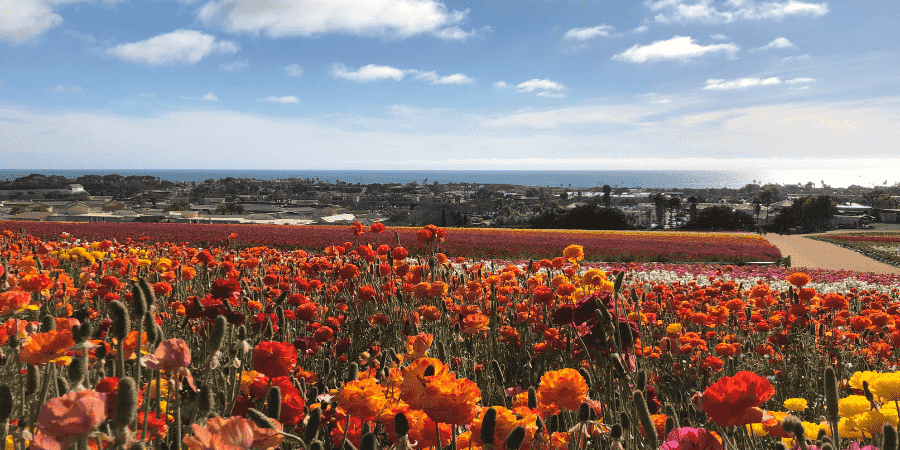 Carlsbad flower field