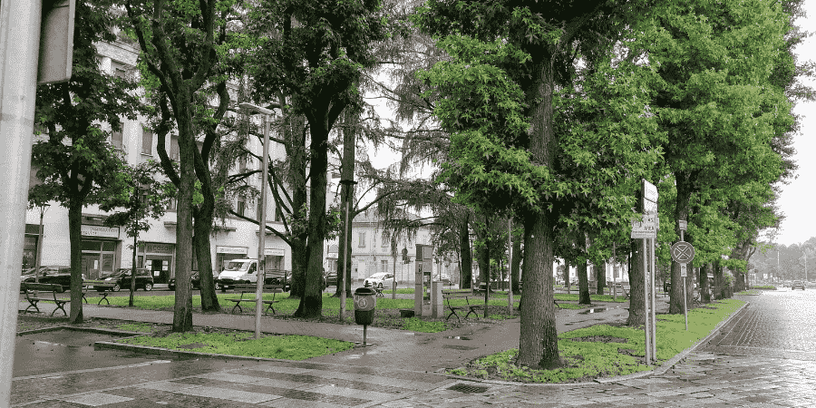 trees around piazza