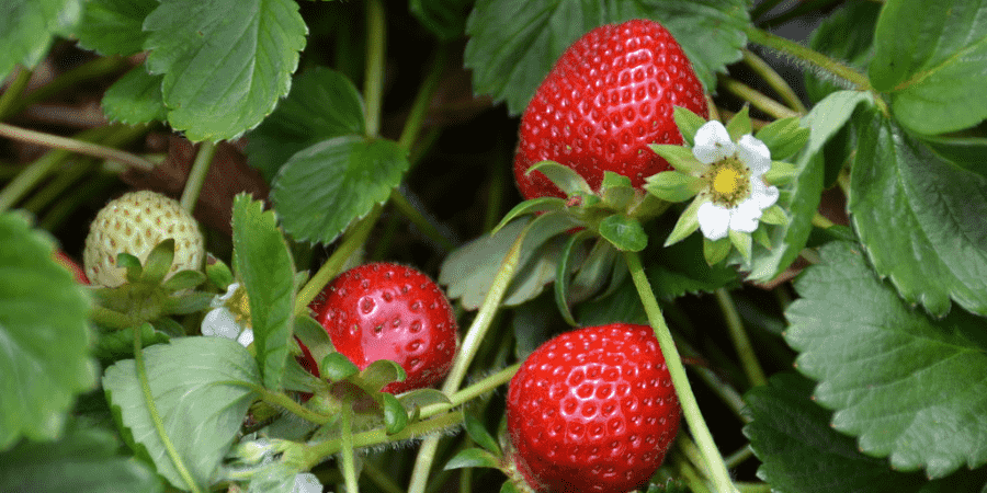 Carlsbad Strawberry Company near Carlsbad Flower Fields