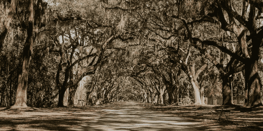 Wormsloe Historic Site featured image in Savannah